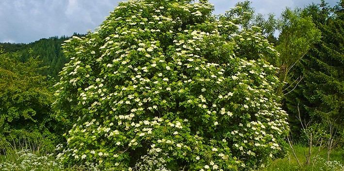 Sabugueiro planta nome cientifico nome popular origem